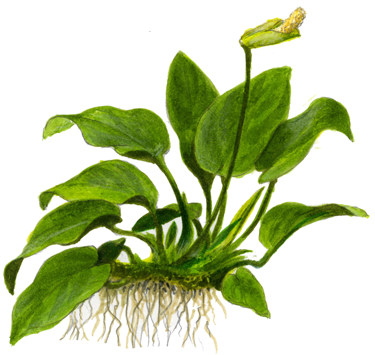 Anubias barteri var. Nana invitro Tropica