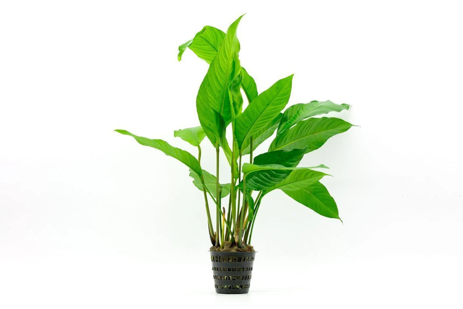 Anubias Heterophylla Potted Aquarium Plant