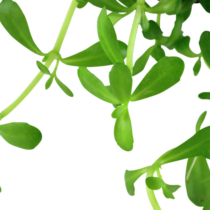 Tropica Bacopa Monnieri Compact Potted Plant
