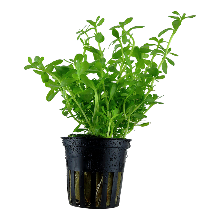 Tropica Bacopa Monnieri Compact Potted Plant