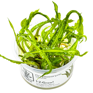 Cryptocoryne crispatula invitro tropica