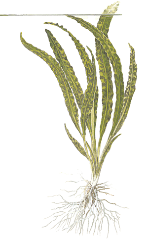 Cryptocoryne crispatula invitro tropica