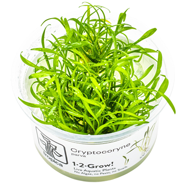 Tropica Cryptocoryne Parva 1-2-Grow