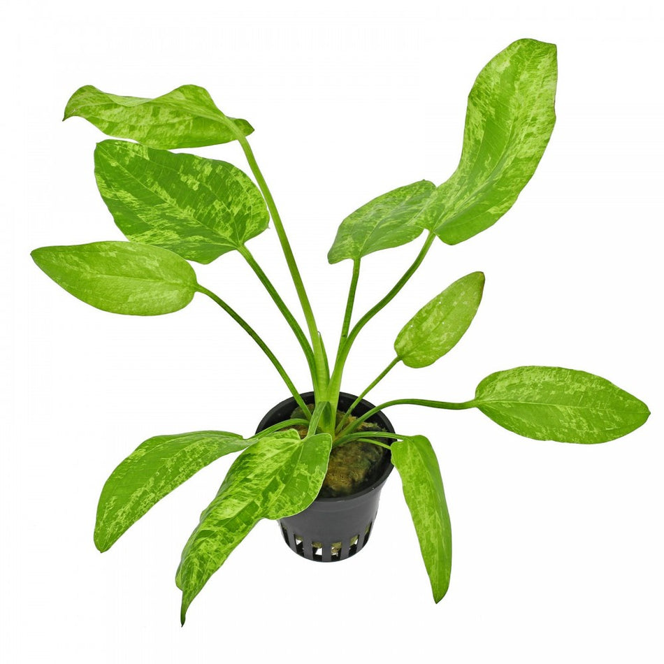 Echinodorus cordifolus marble queen potted Aquadip