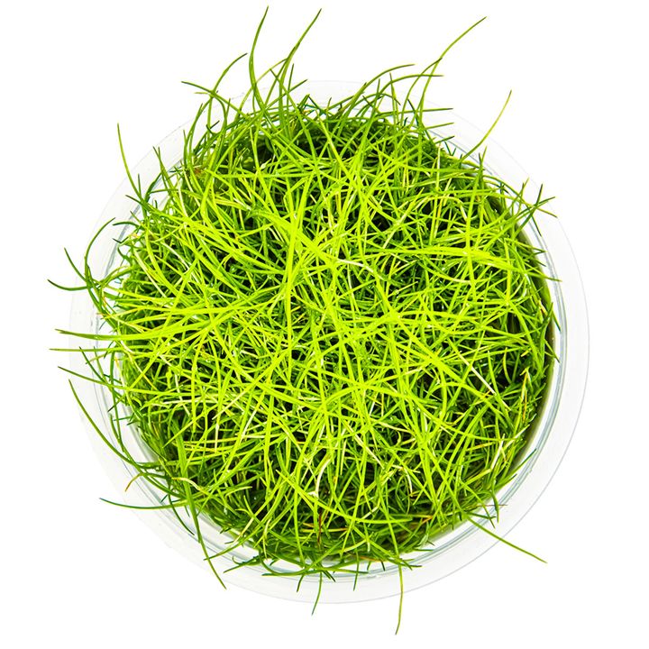 Eleocharis Pusilla Mini Invitro (Tropica)