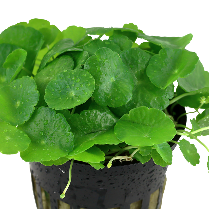 Hydrocotyle verticillata potted TROPICA