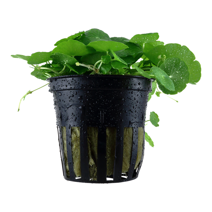 Hydrocotyle verticillata potted TROPICA