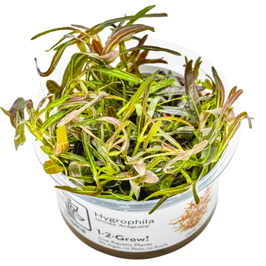 Hygrophila Lancea Araguaia Invitro Tropica