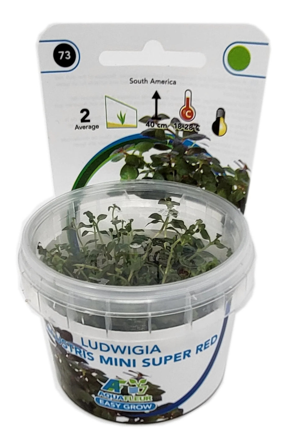 Ludwigia Palustris Mini Super Red Invitro