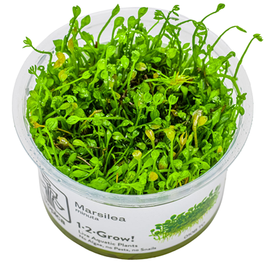 Marsilea minuta Invitro 1-2grow Tropica