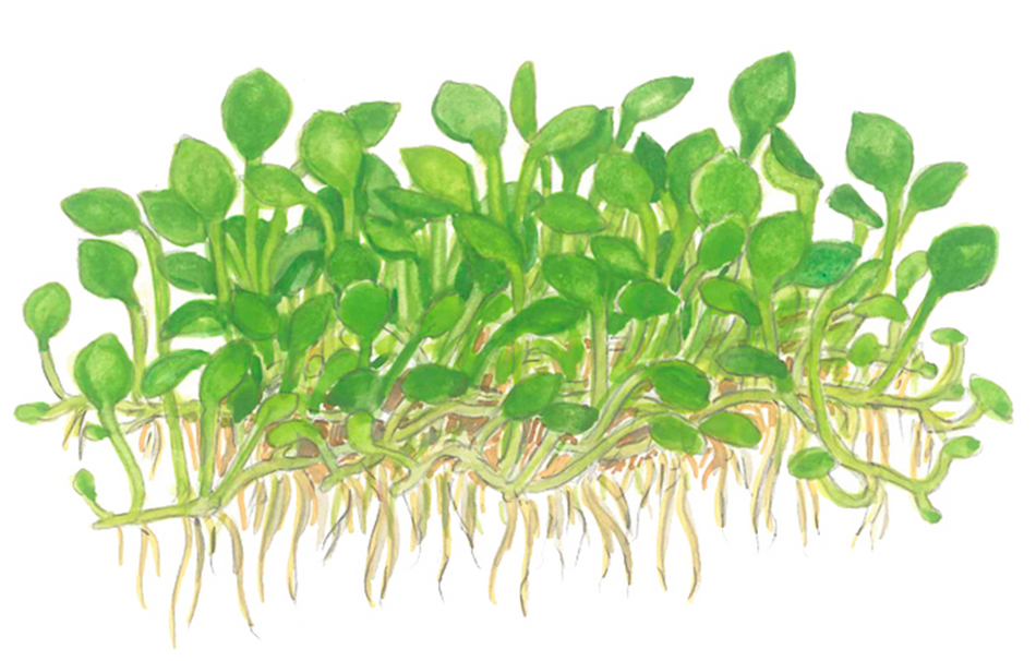 Marsilea minuta Invitro 1-2grow Tropica