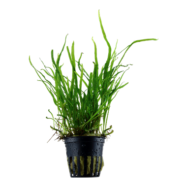 Microsorum Pteropus Trident Potted Tropica