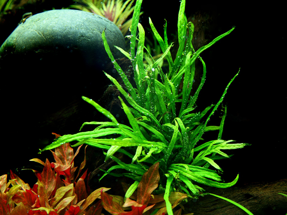 Microsorum Pteropus Trident Potted Tropica