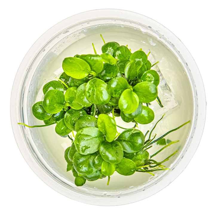 Anubias barteri mini coin 1-2 grow Tropica