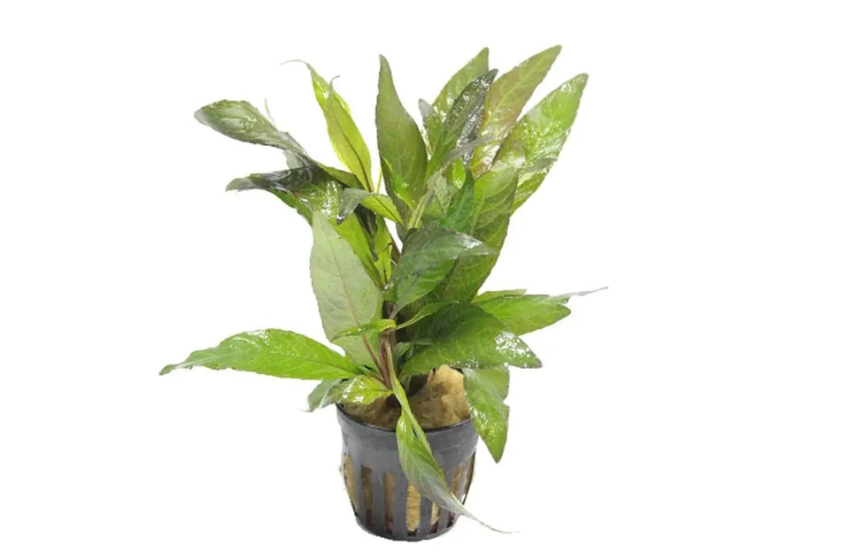 Hygrophila angustifolia rubra potted Aquadip