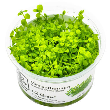 Micranthemum tweediei Monte Carlo invitro Tropica