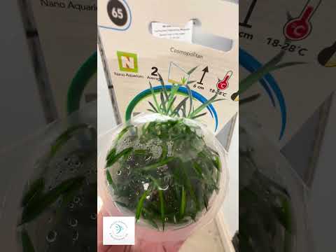 Littorella uniflora foreground plant