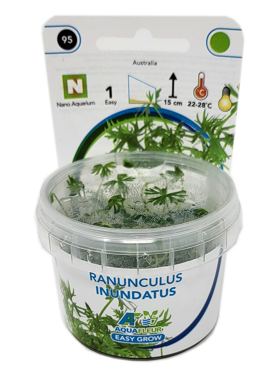 Ranunculus inundatus Invitro Aqua Fleur