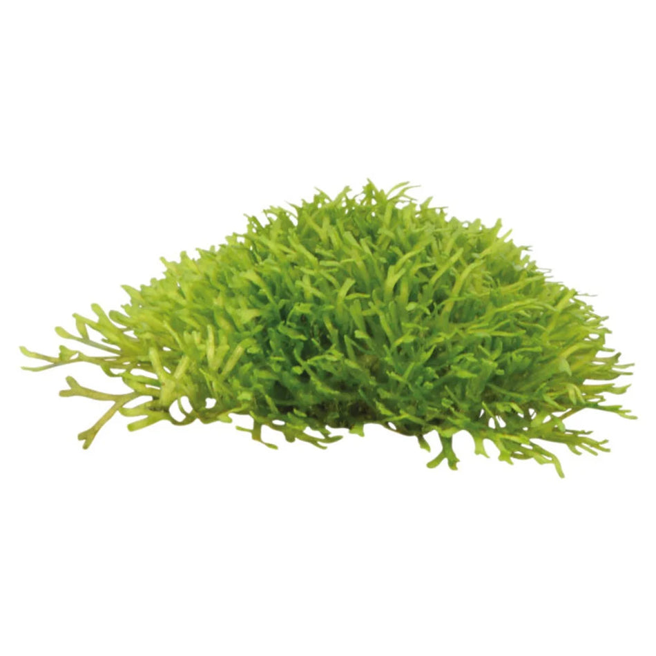 Riccia Fluitans Invitro Aqua Fleur