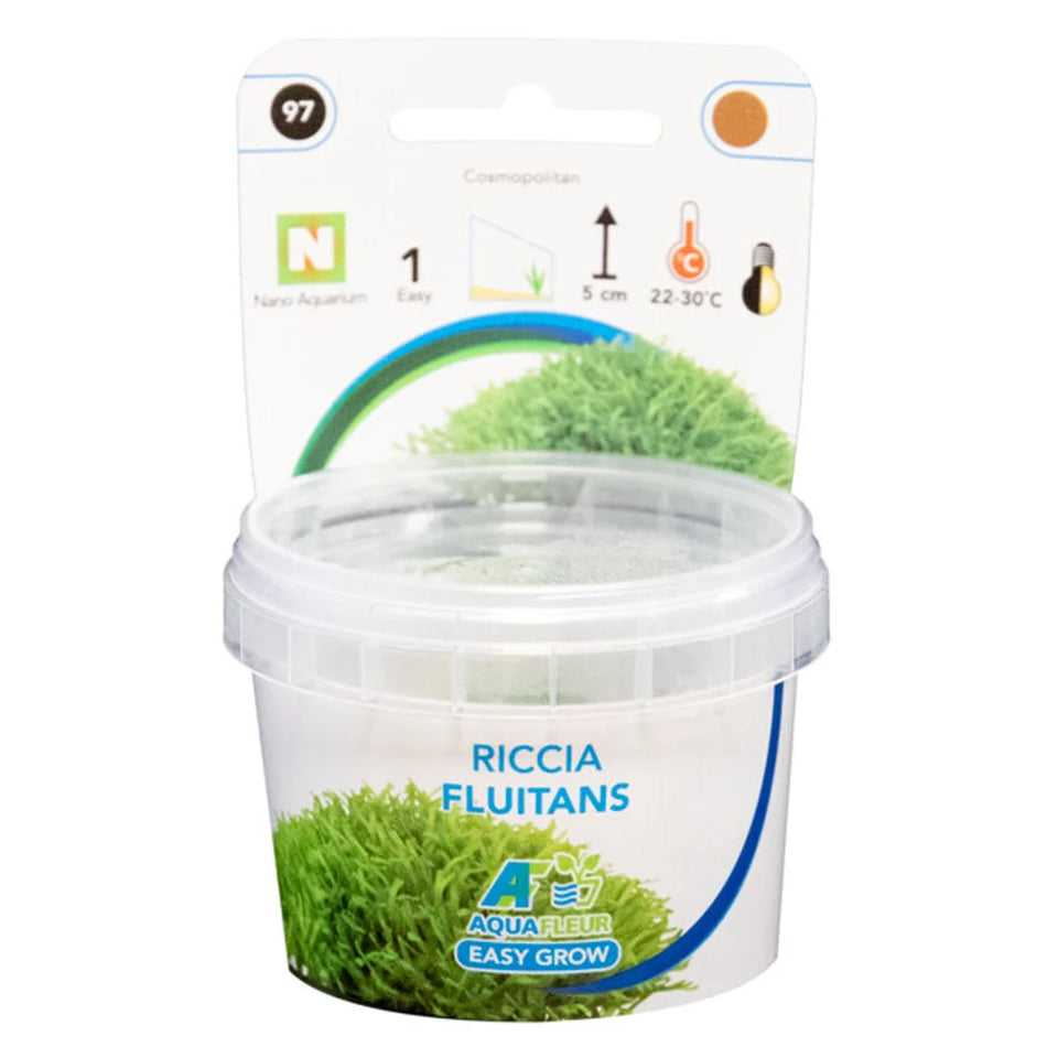 Riccia Fluitans Invitro Aqua Fleur