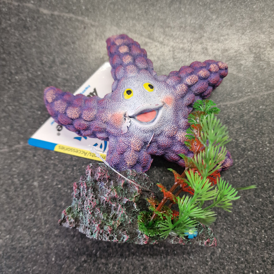 Starfish purple