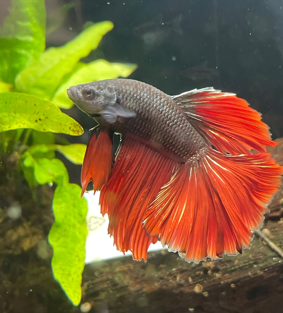 Thailand half moon Male Betta No.9