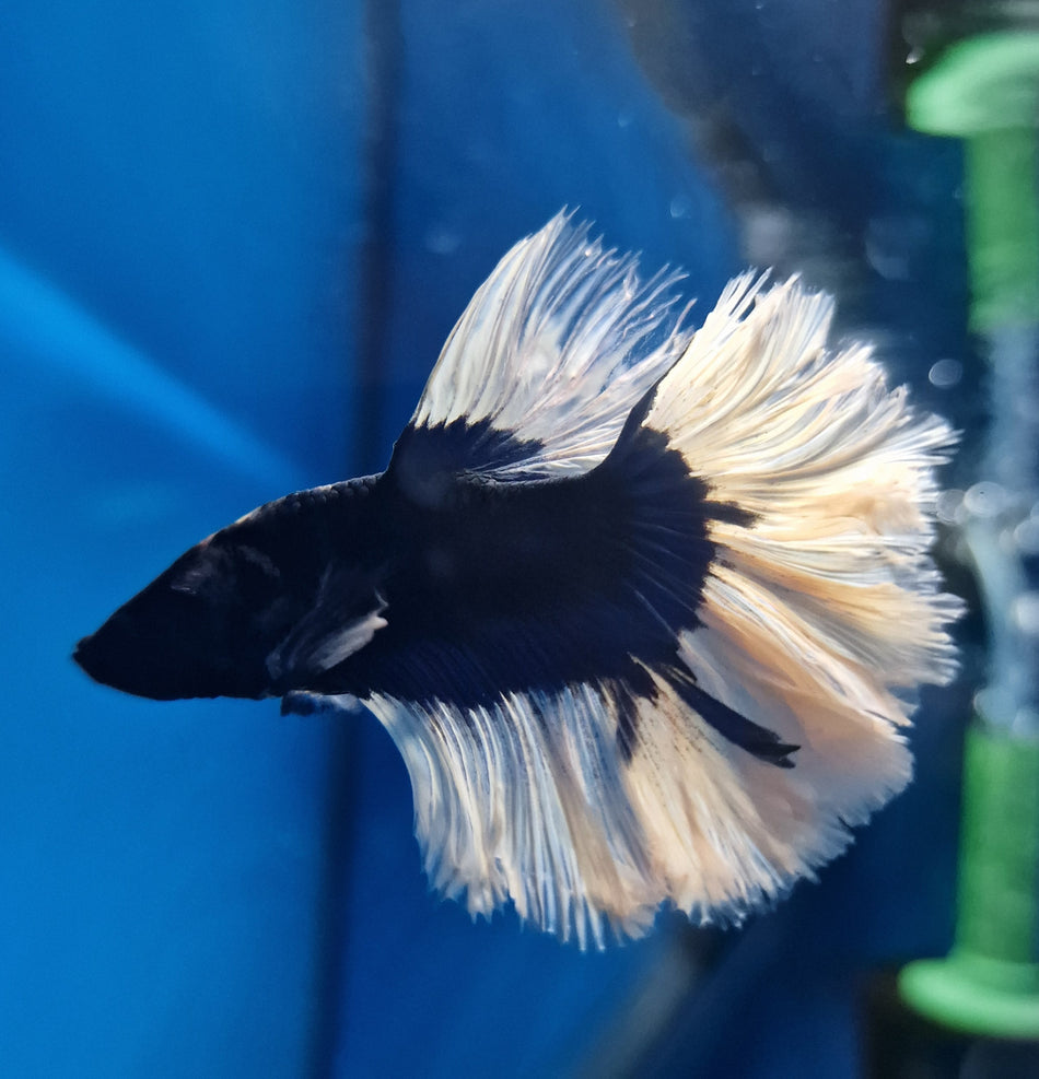 Butterfly Half moon Male Bette No.10