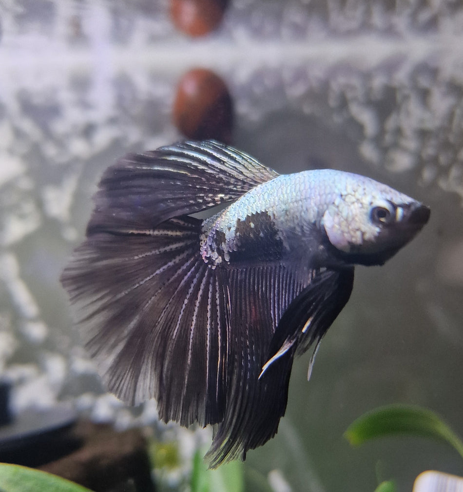Butterfly Half moon Male Betta No.1