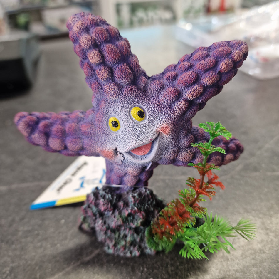 Starfish purple