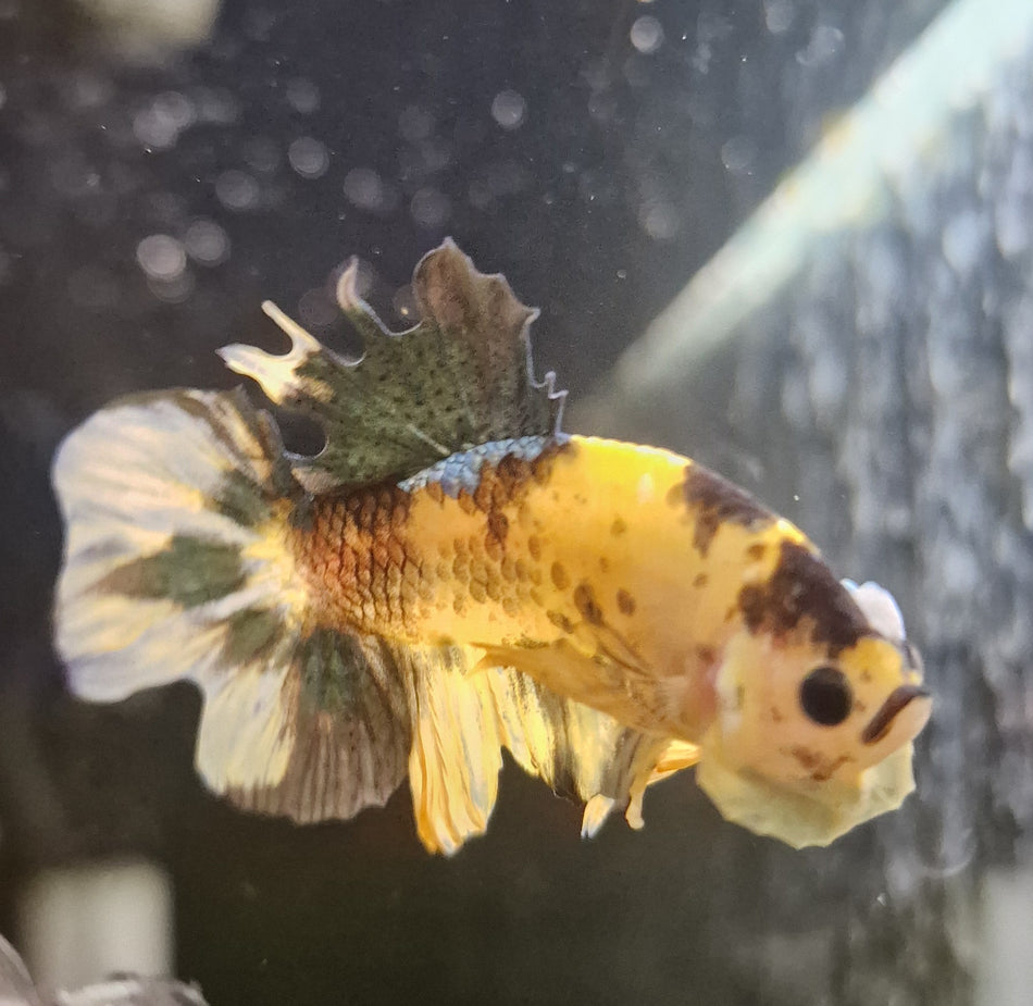 Thailand Plakat Male Betta No.4