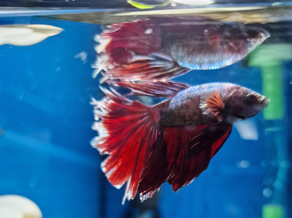 Thailand half Moon Male Betta No.13