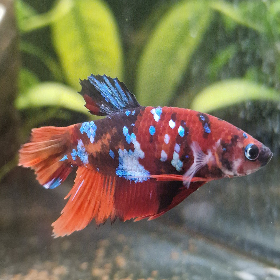 Thailand Plakat Male Betta No.1