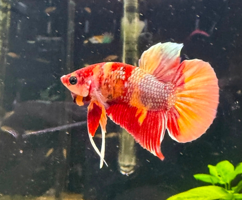 Thailand Plakat Male Betta No.5