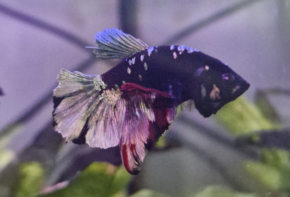 Red/Blue Star Plakat Male Betta No.2