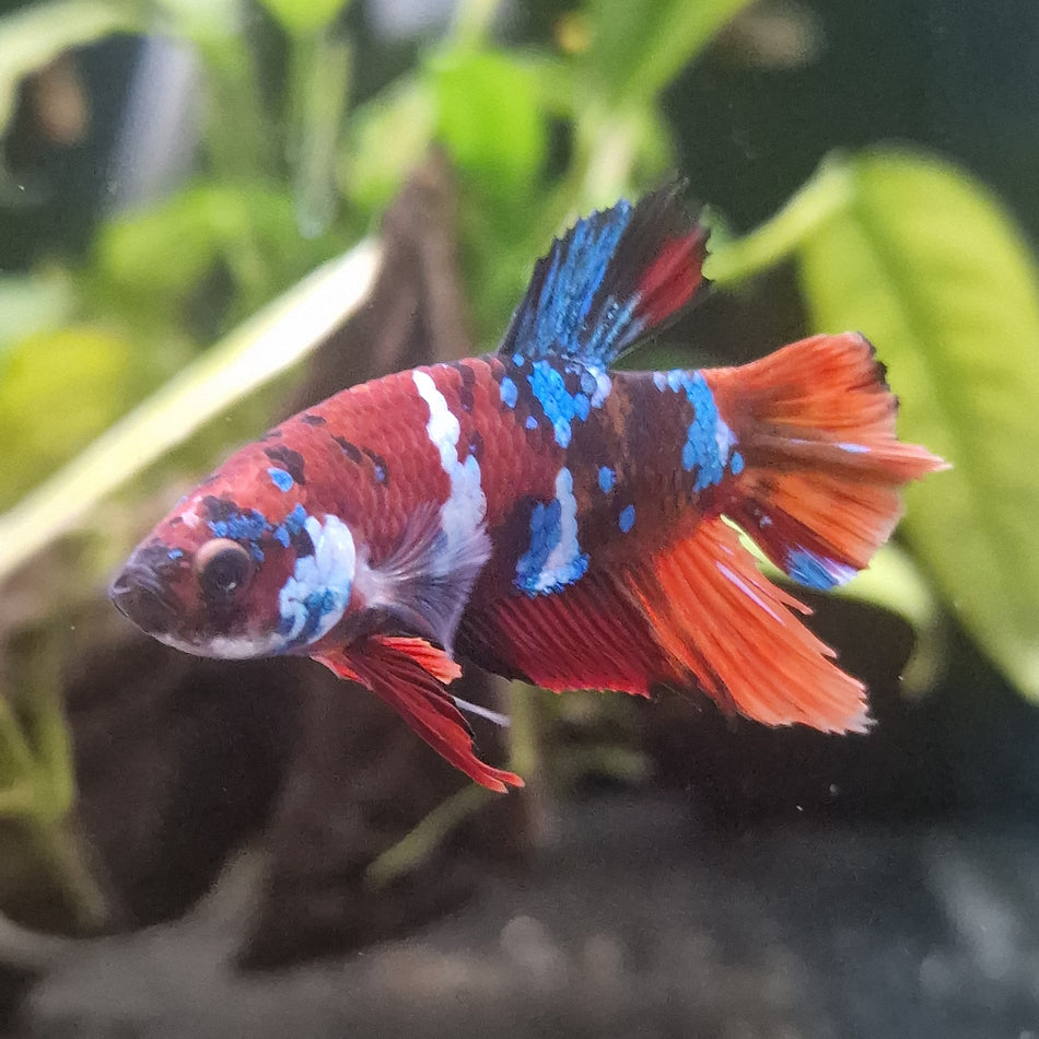 Thailand Plakat Male Betta No.1