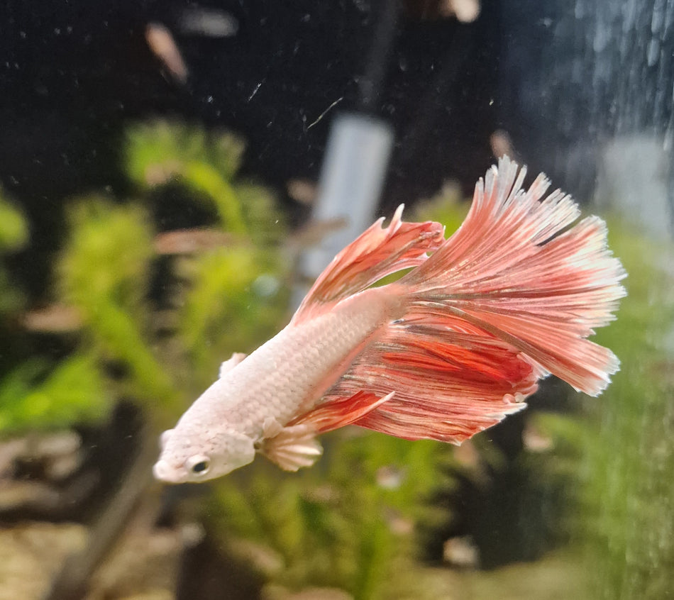 Thailand Halfmoon Male Betta No.14