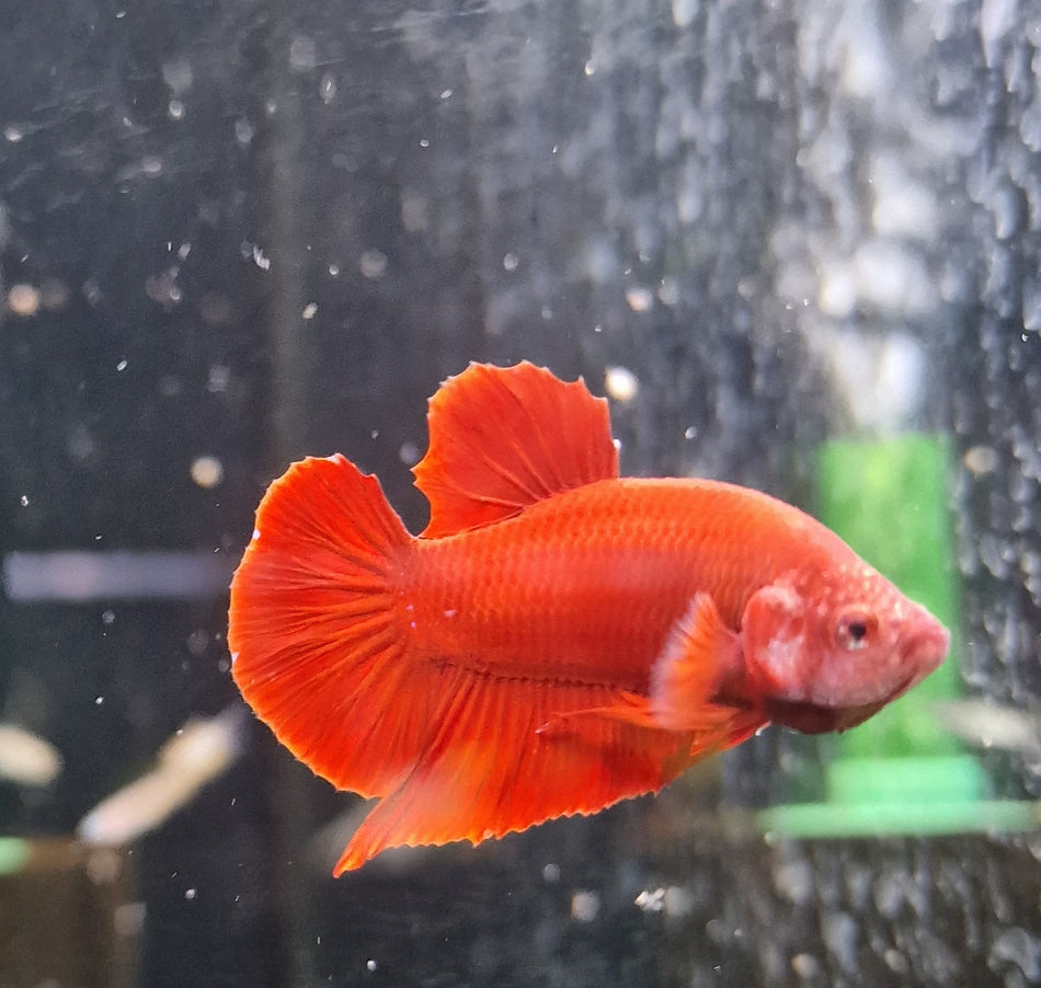Plakat Male Betta No.2