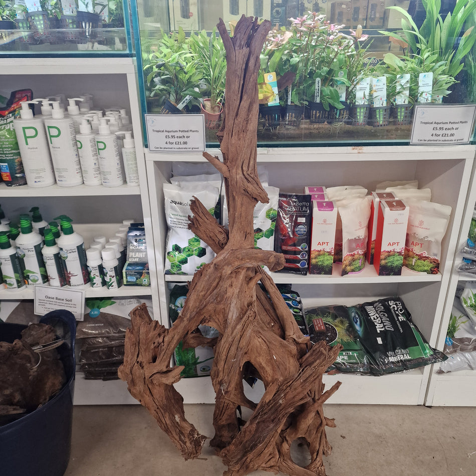 Jumbo Mangrove root
