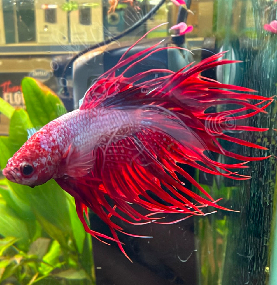 Fancy Crowntail Male Betta No.1