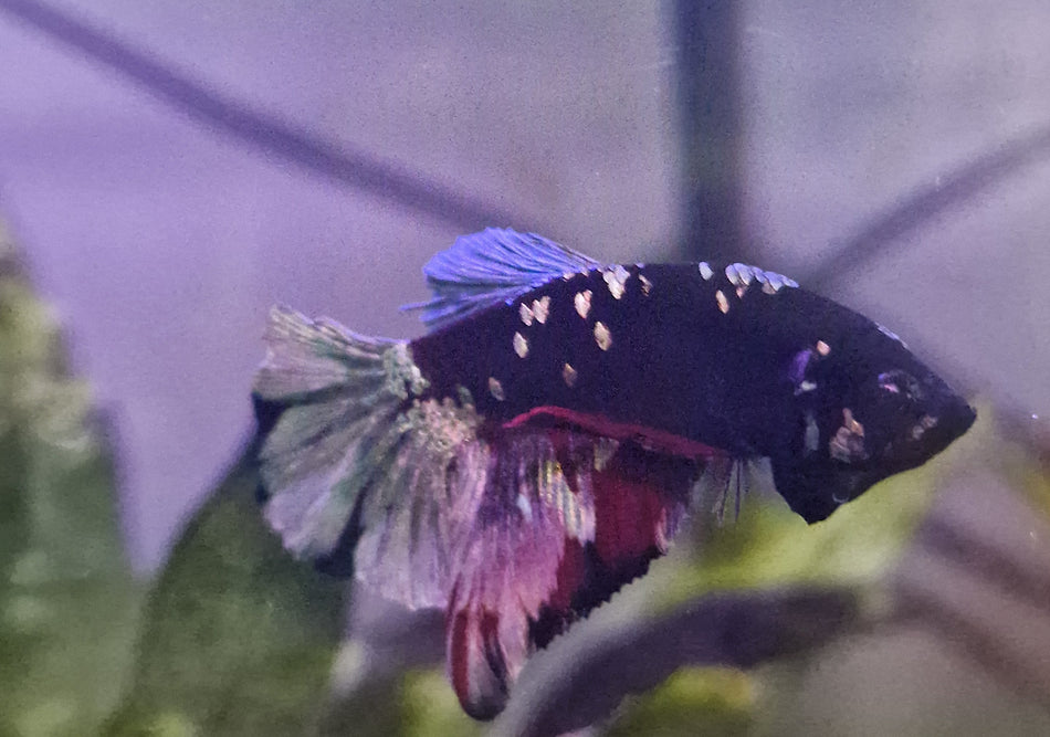 Red/Blue Star Plakat Male Betta No.2