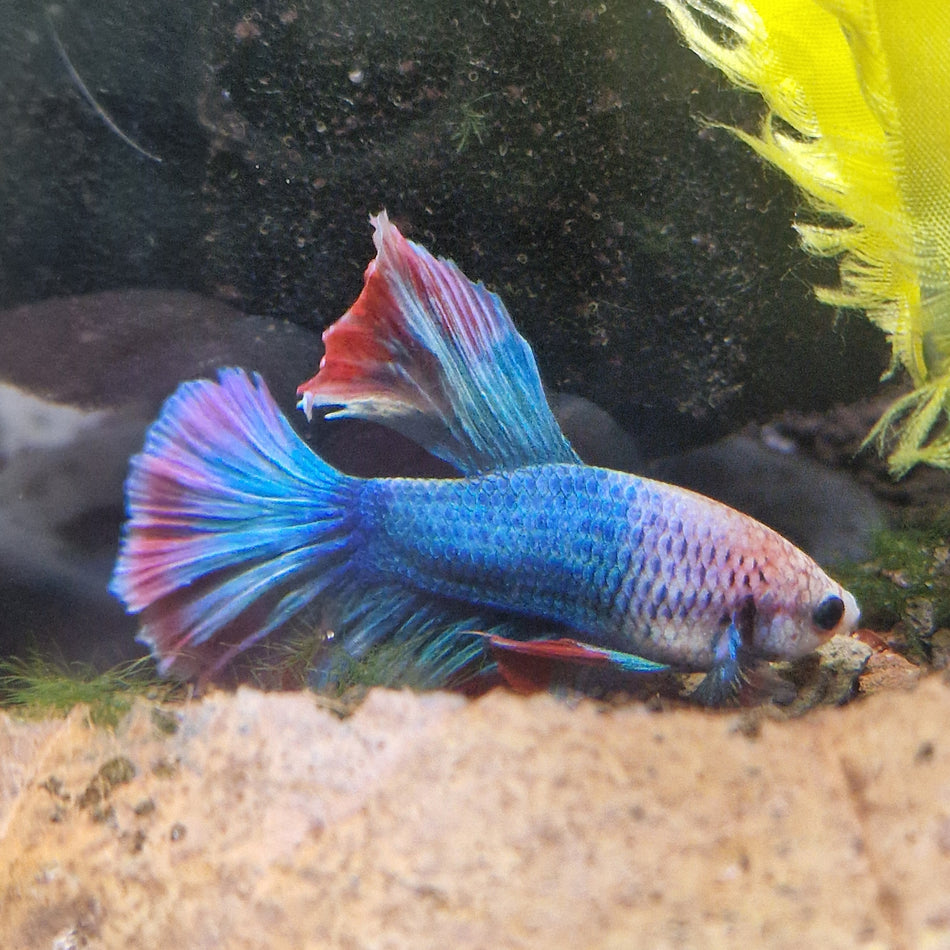Thailand Halfmoon Male Betta No.18