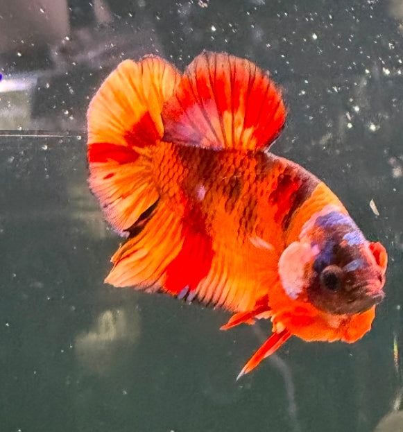 Thailand Plakat Male Betta No.3