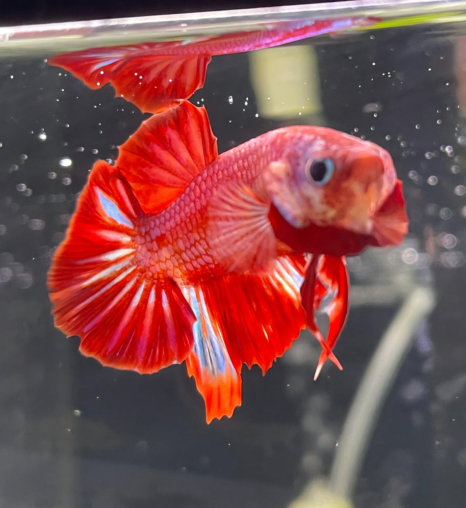 Plakat Male Betta No.3