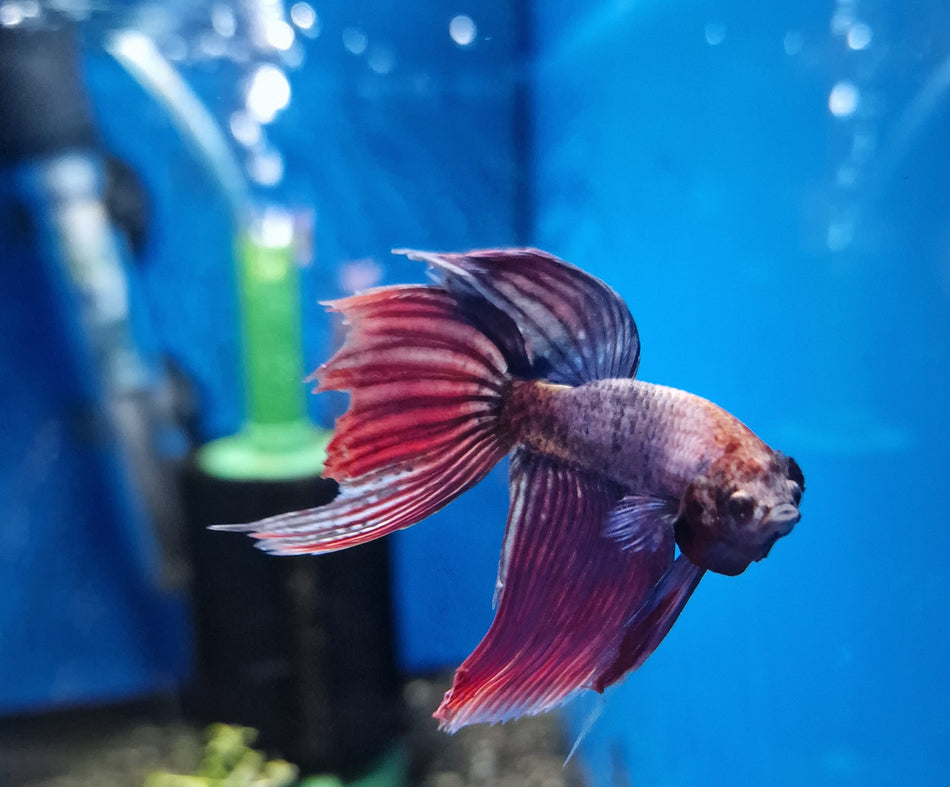 Standard Halfmoon Male Betta No.1