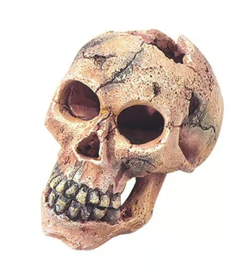 Aqua Della mini skull