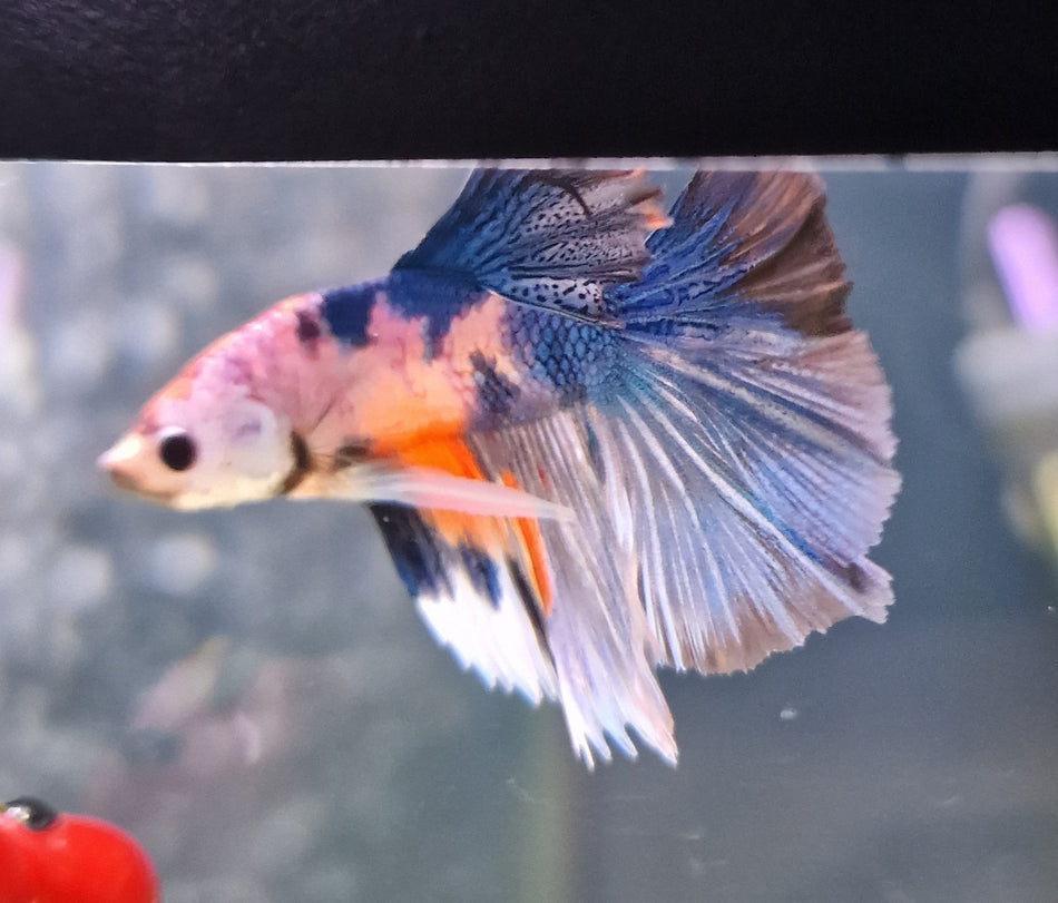 Thailand half moon Male Betta No.9