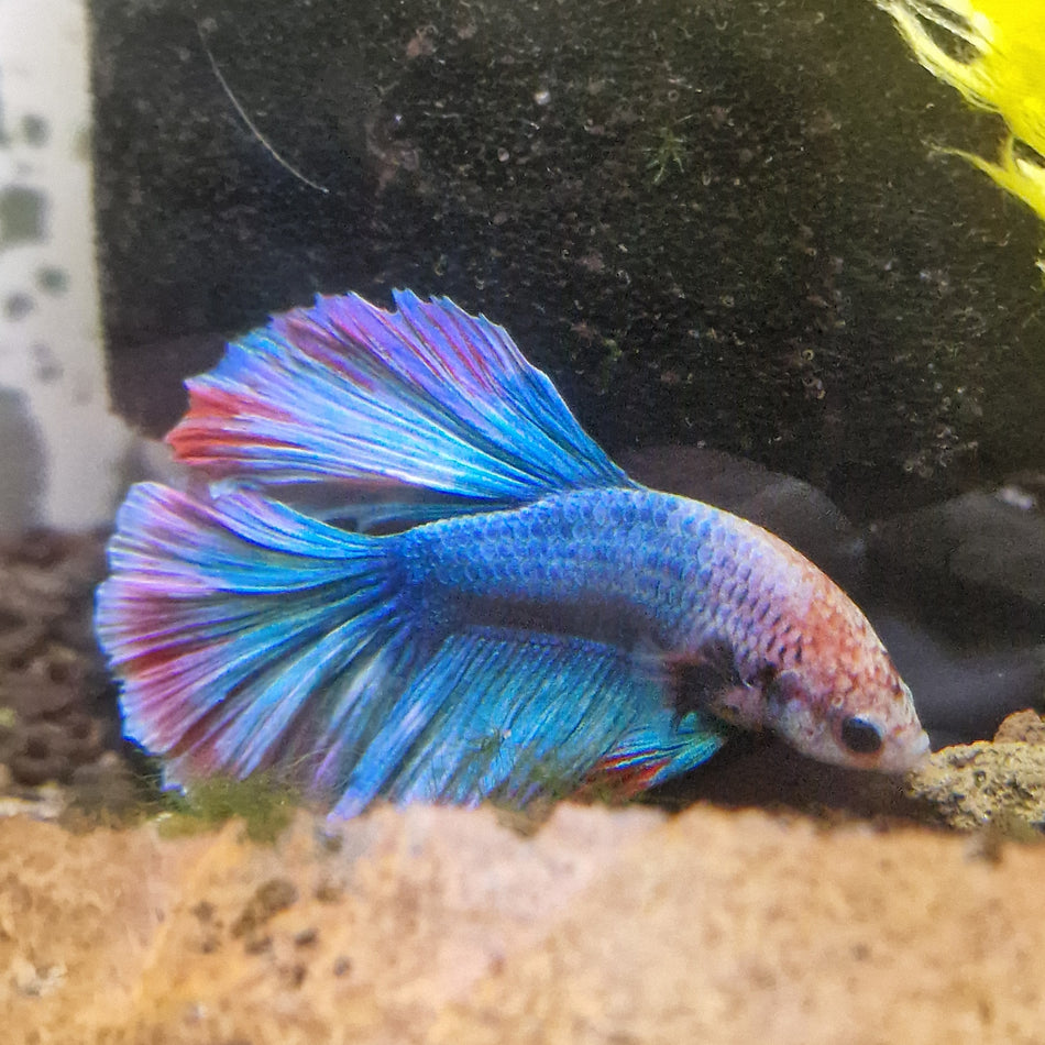Thailand Halfmoon Male Betta No.18