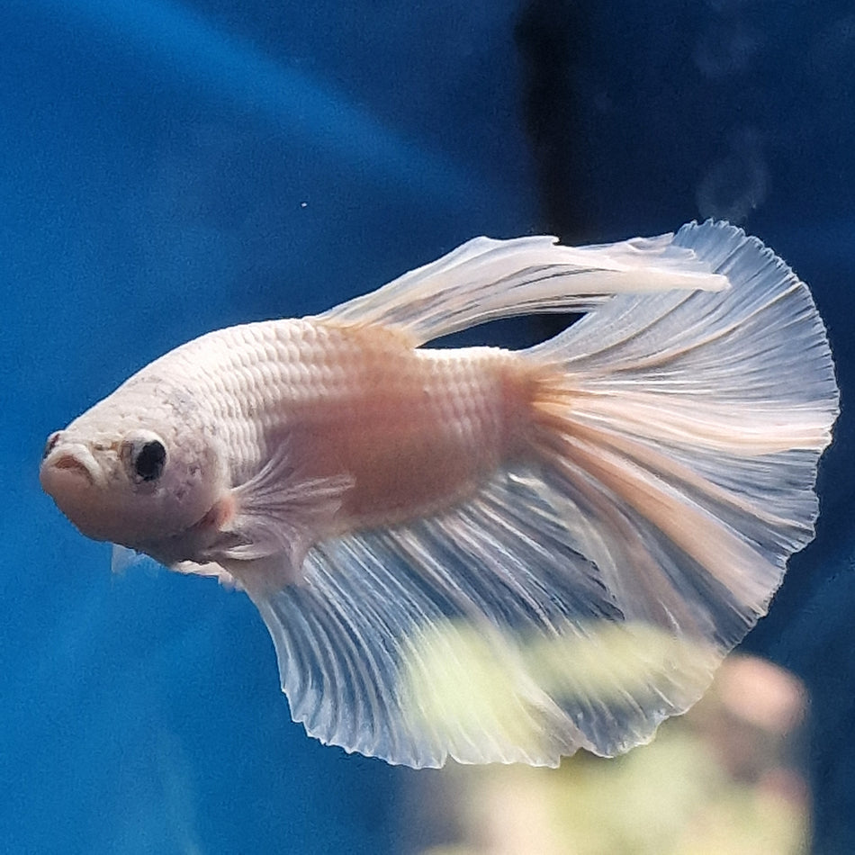 Thailand Halfmoon Male Betta No. 2