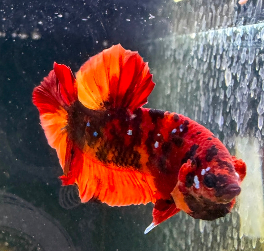 Thailand Plakat Male Betta No.2