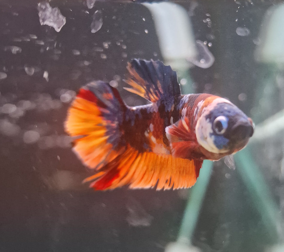 Thailand Plakat Male Betta No.2